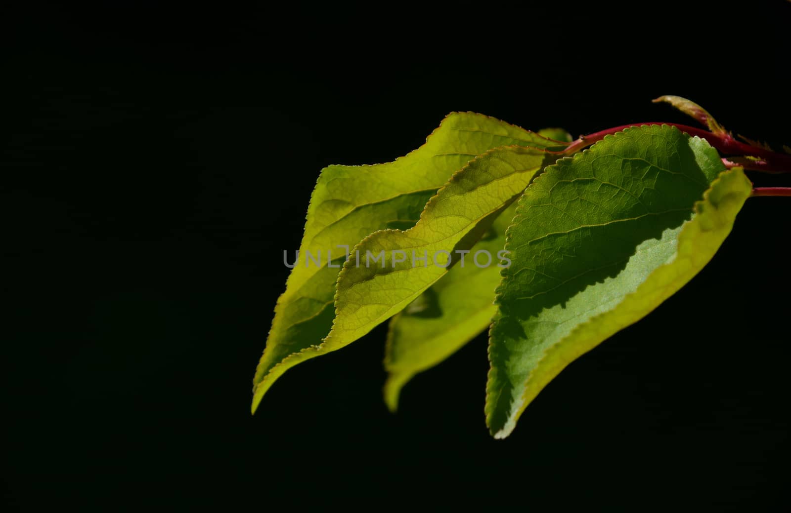 Group of three apricot tree leaves in back lighting on a black background