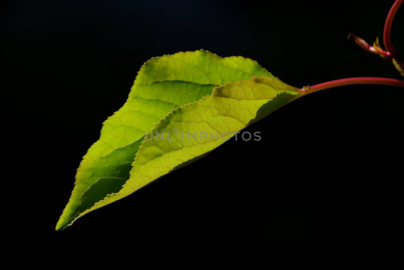 One single apricot tree leave in back lighting on a black background