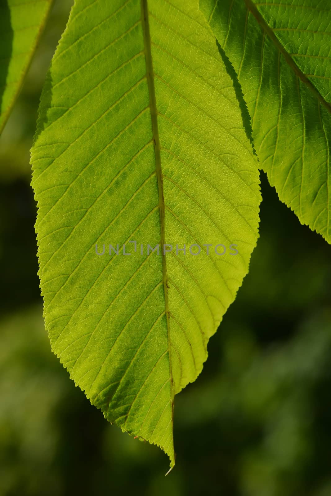 One horse chestnut textured green leaf in back lighting on green by BreakingTheWalls