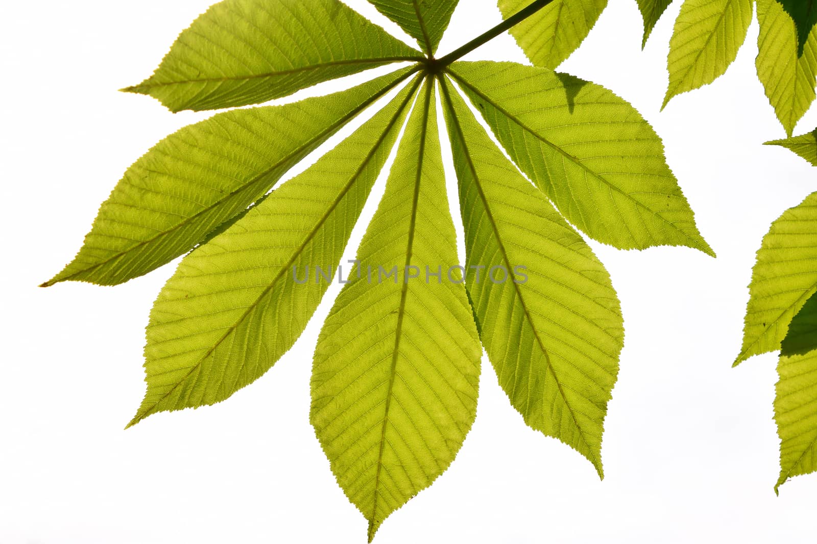 Translucent horse chestnut textured green leaves in back lightin by BreakingTheWalls