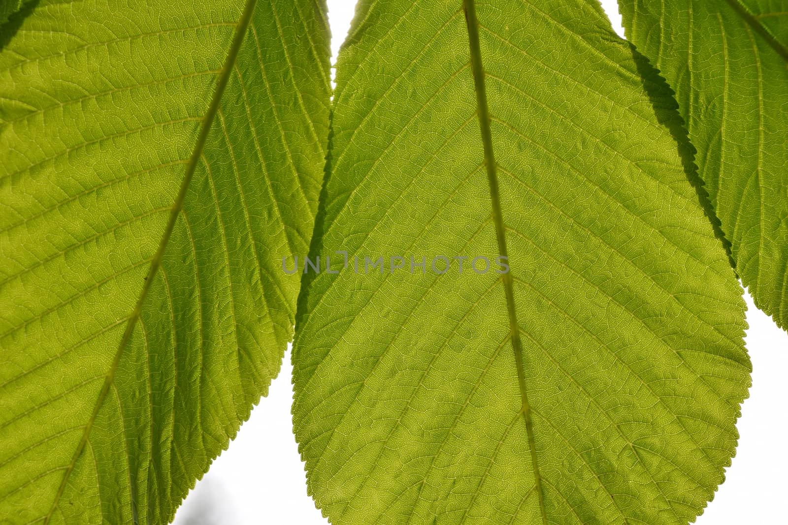 Translucent horse chestnut textured green leaves close up in bac by BreakingTheWalls