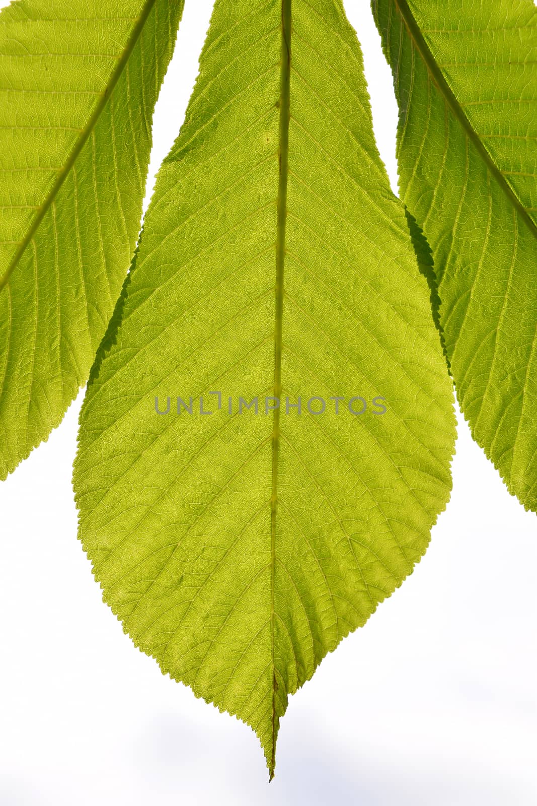 Horse chestnut translucent green leave in back lighting on white by BreakingTheWalls