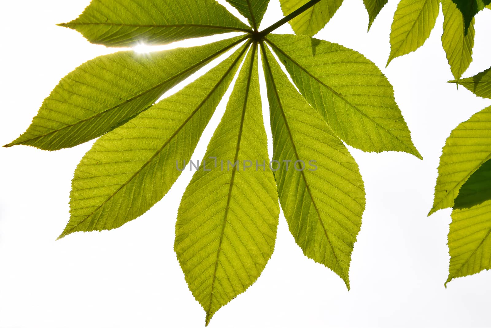 Translucent horse chestnut textured green leaves in back lightin by BreakingTheWalls