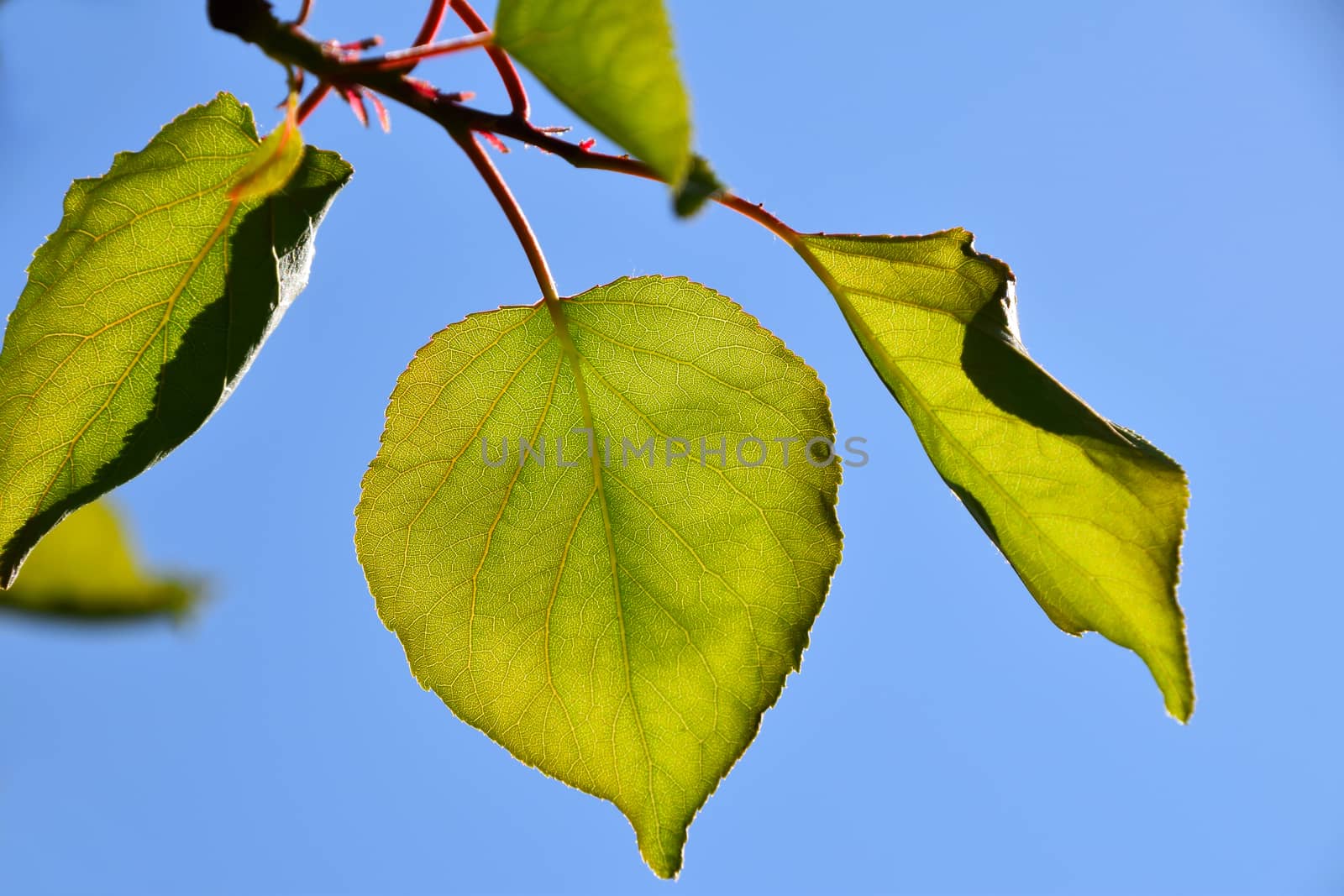 Shiny vivid translucent apricot tree leaves on bright blue sky background, landscape, different take