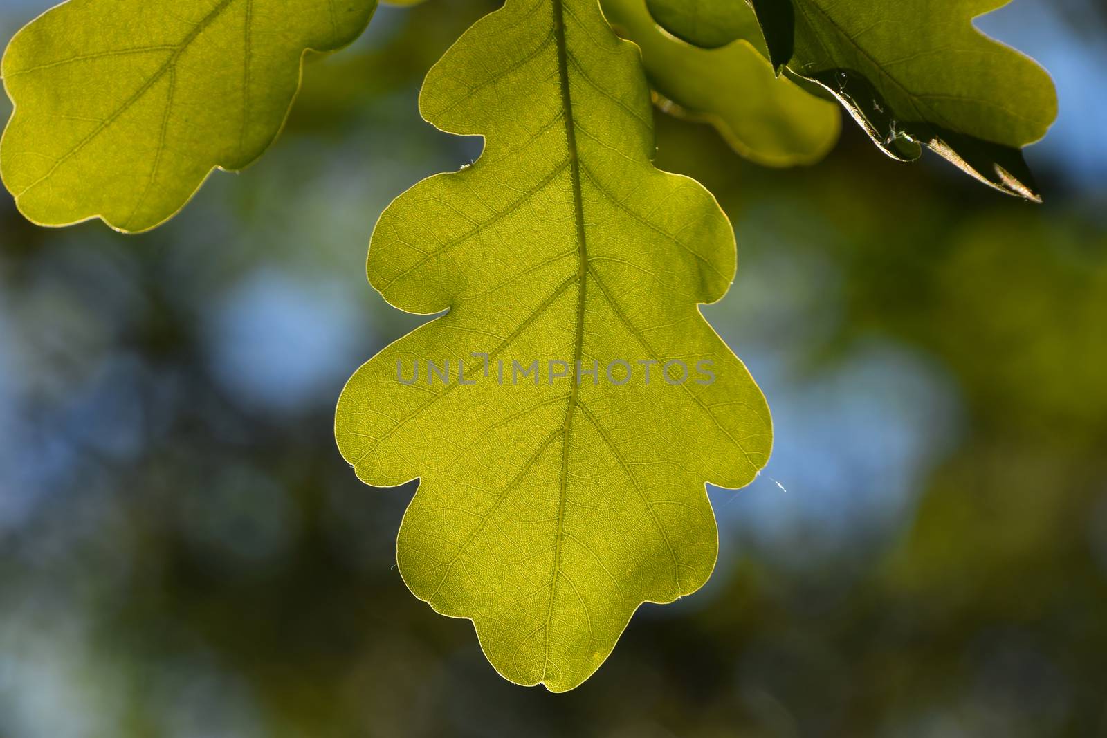 Shiny vivid translucent oak tree leaf on blue sky and green back by BreakingTheWalls