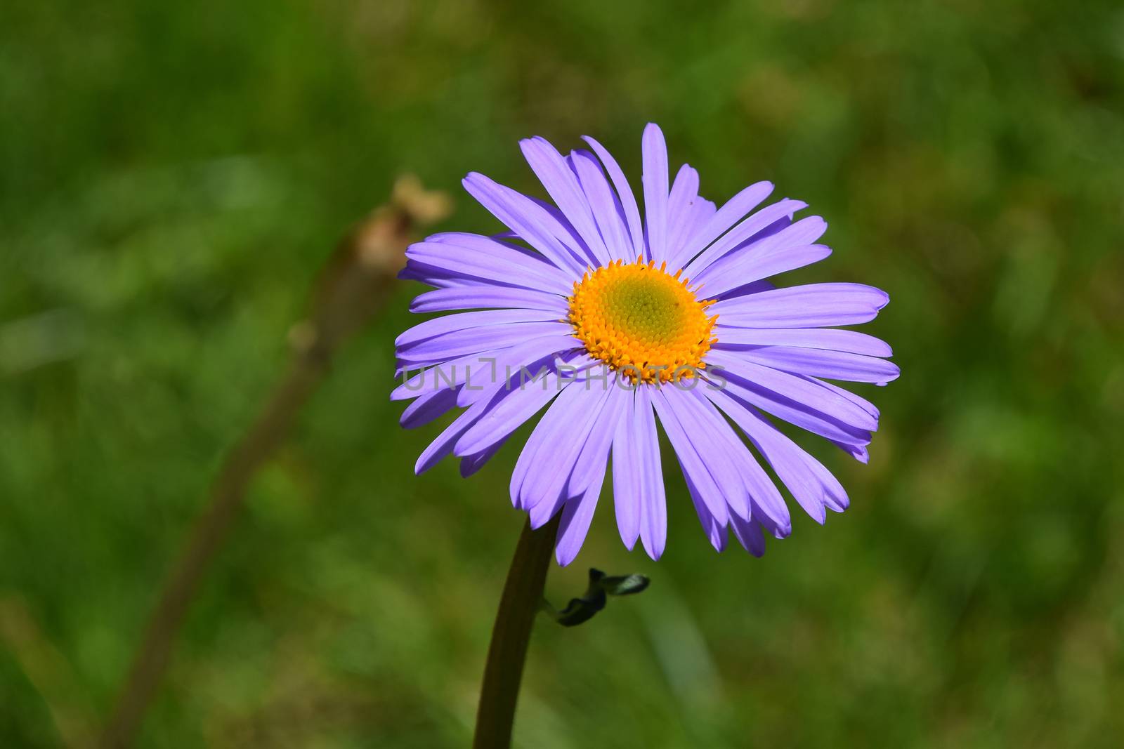 One purple Alpine aster flower on background of green grass