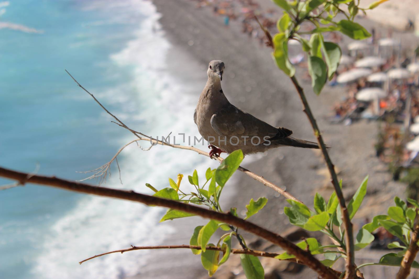 Ring-Necked Dove. Mediterranean Sea in the Background