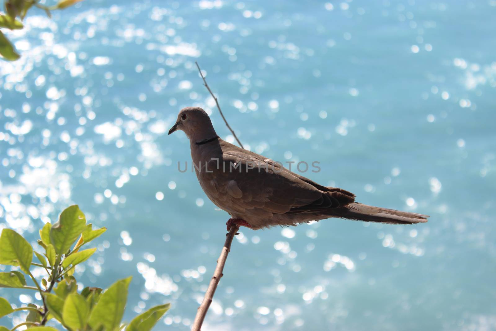 Ring-necked dove on a tree branch in Nice