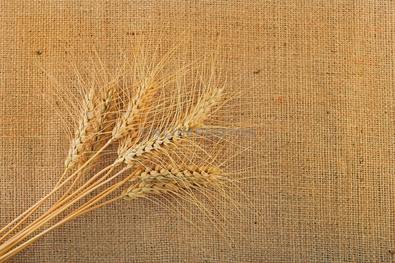 Jute canvas with nine wheat ears by BreakingTheWalls