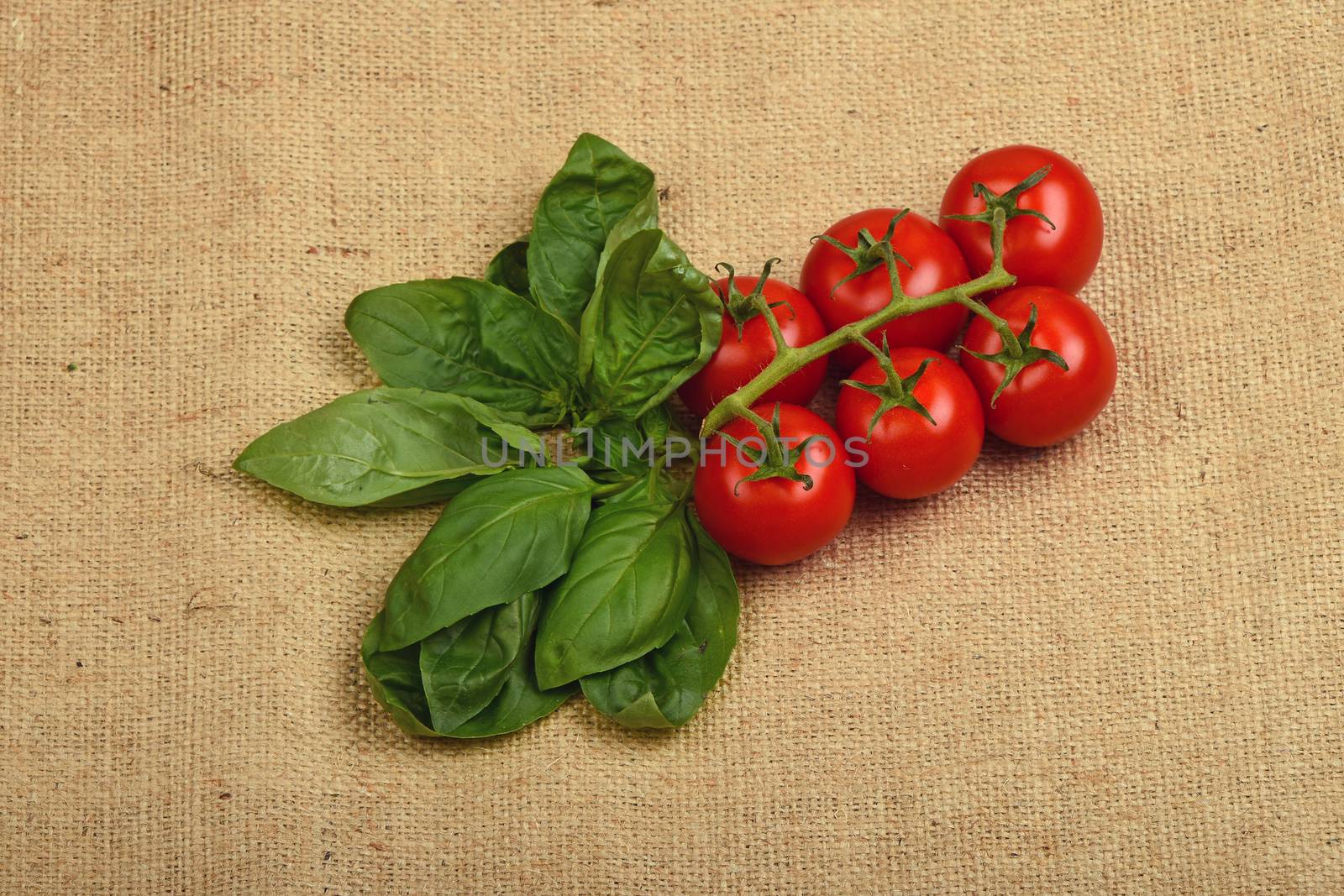 Bunch of six red ripe cherry tomato and fresh basil leaves at jute canvas burlap background