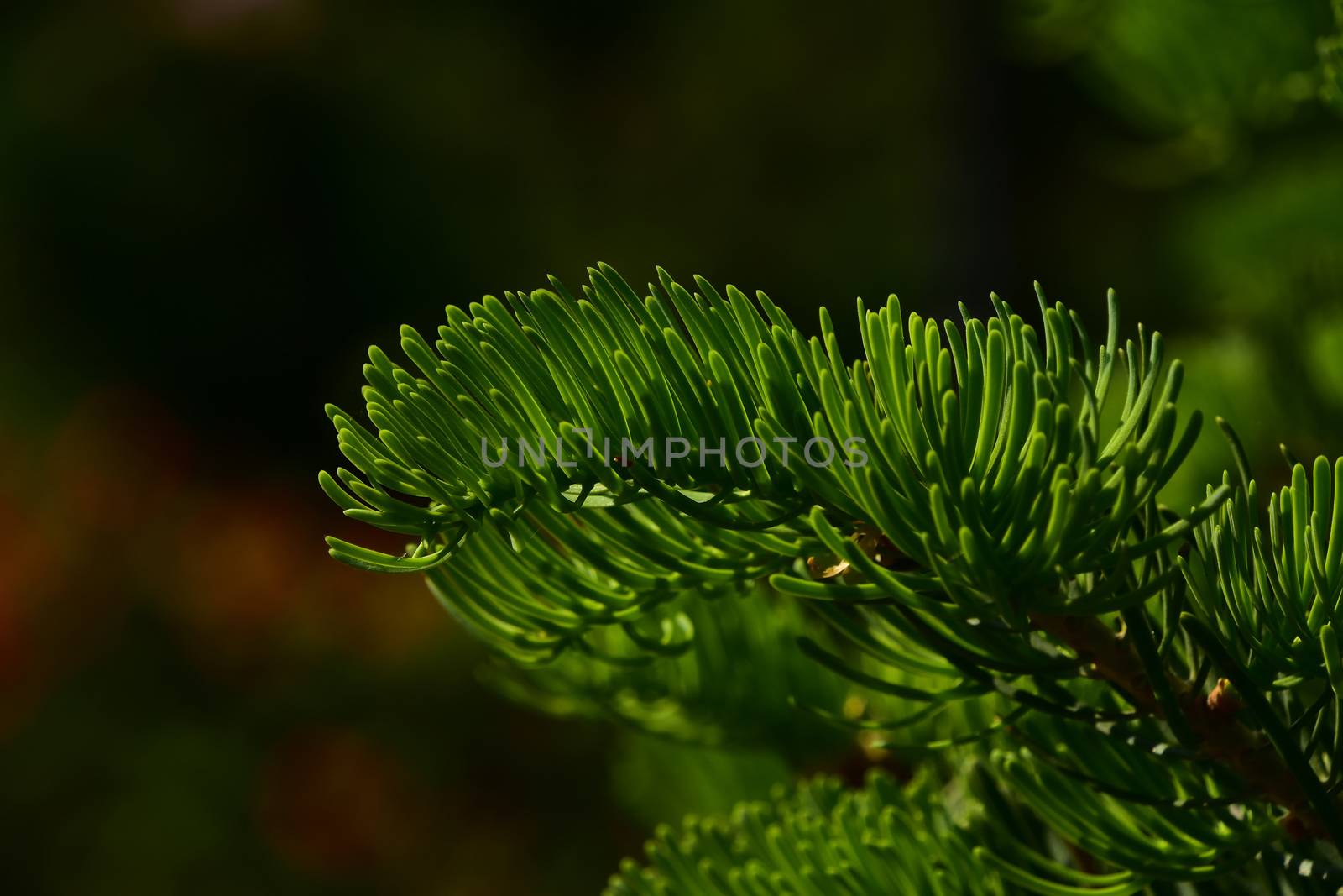 Pine tree branch of fir needles at dark colorful background by BreakingTheWalls