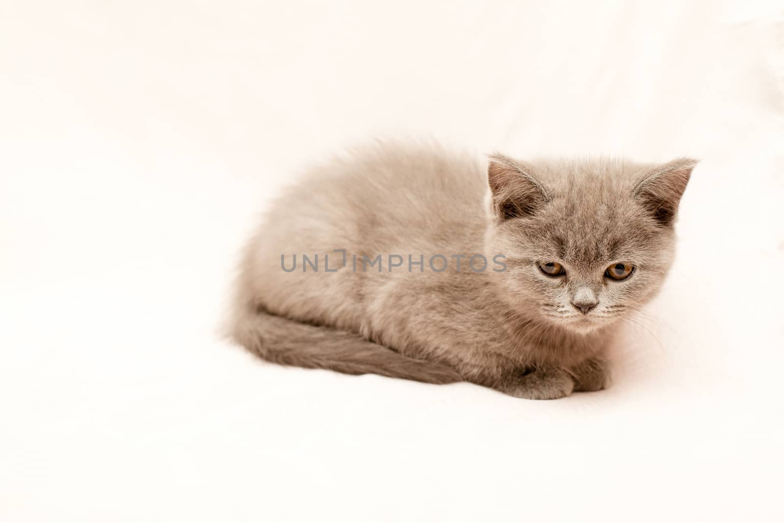 Grey kitten on pink background
