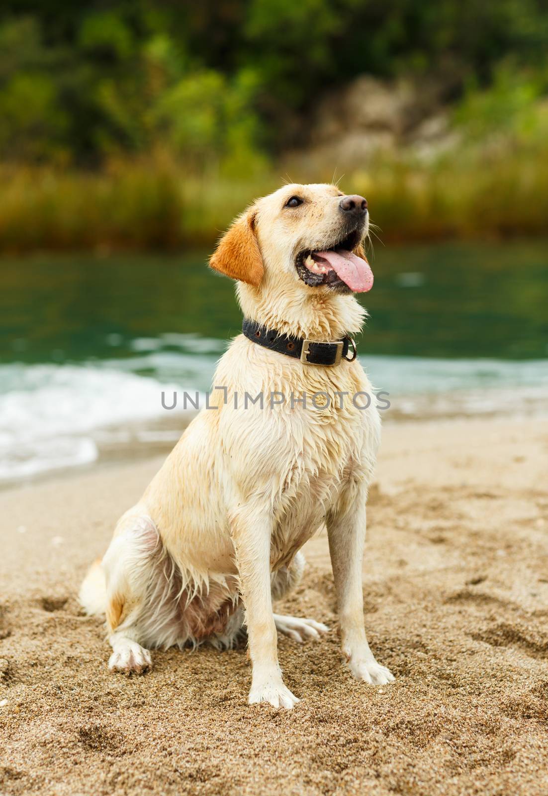 Labrador retriever is sitting on the beach