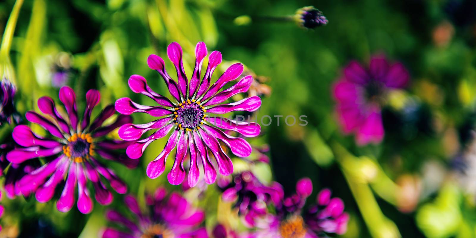 Flowers in the garden in the late afternoon