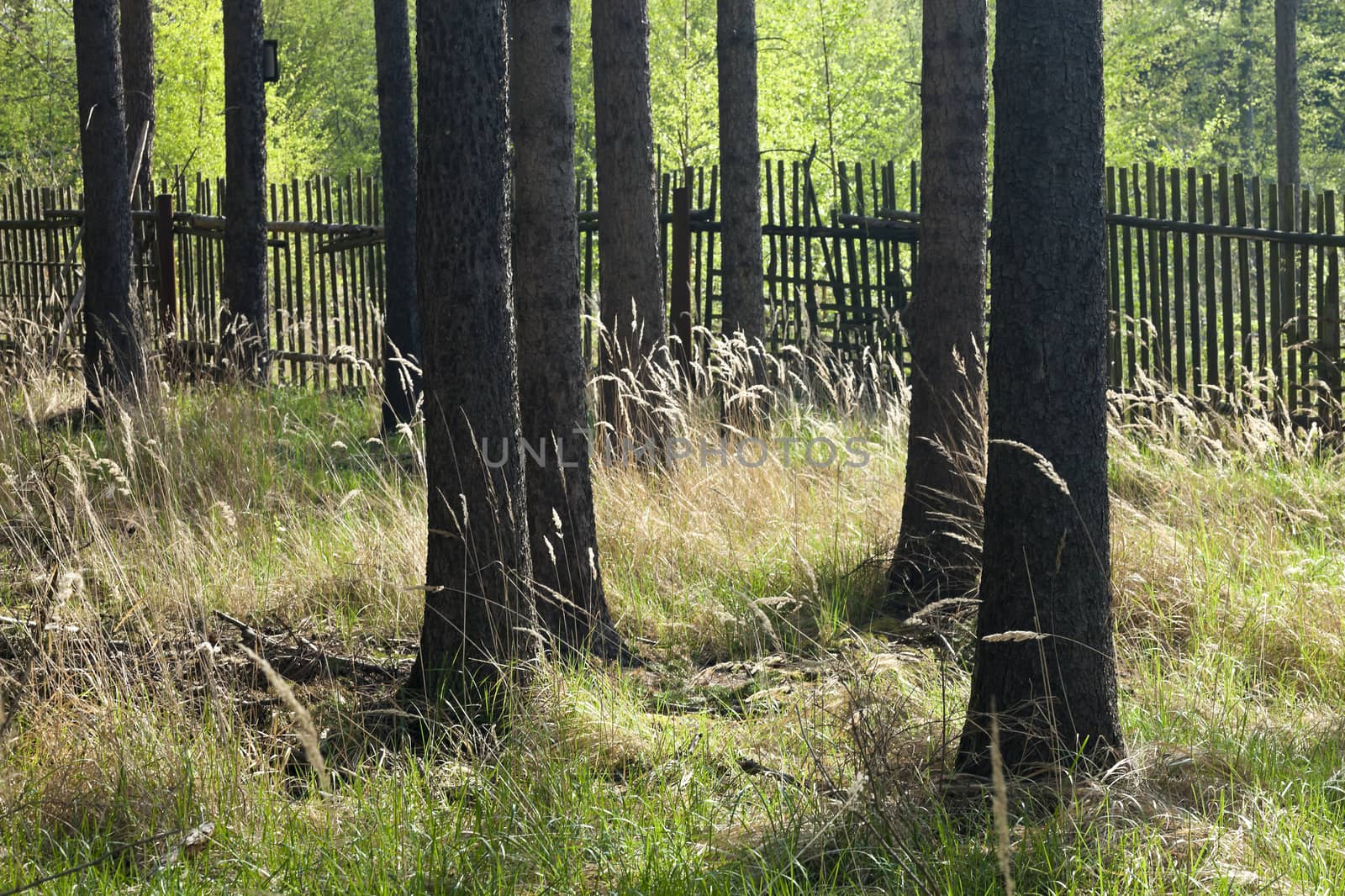 The spruce forest with the wooden fence by hanusst