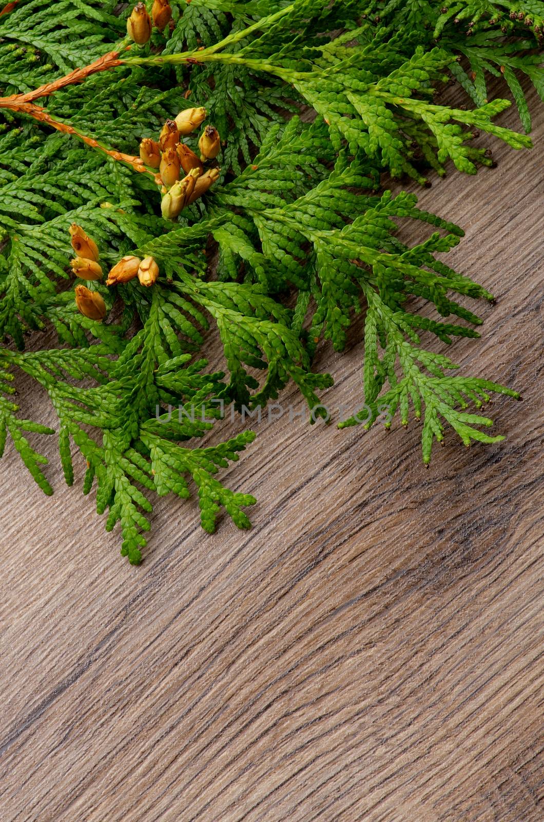 Christmas Decorations with Branches and Cones of Thuja closeup on Textured Wooden background