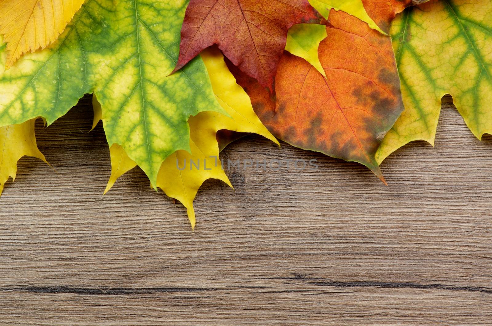Horizontal Frame of Various Multi Colored Autumn Leafs closeup on Textured Wooden background