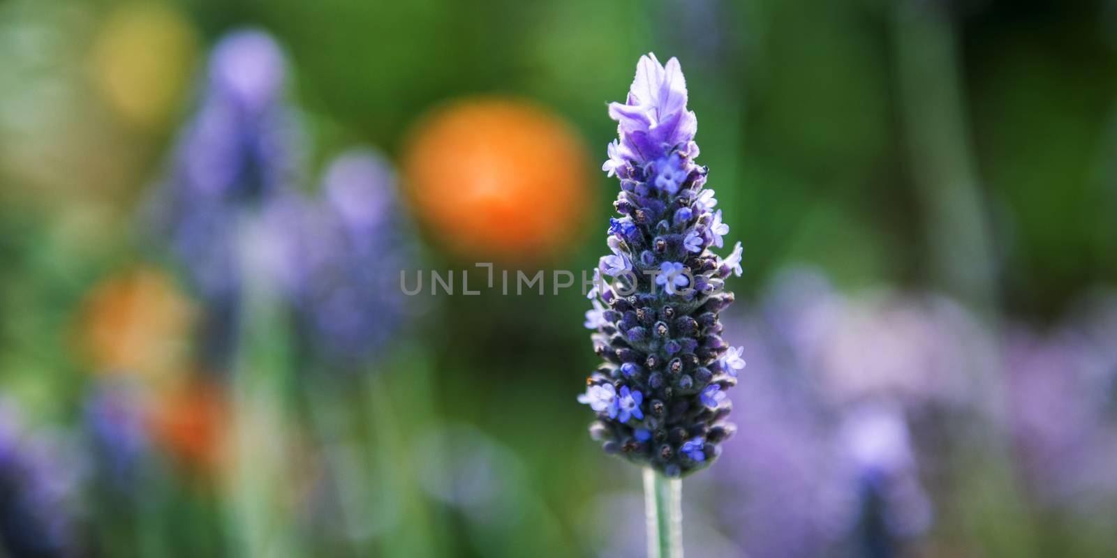 Flowers in the garden in the late afternoon