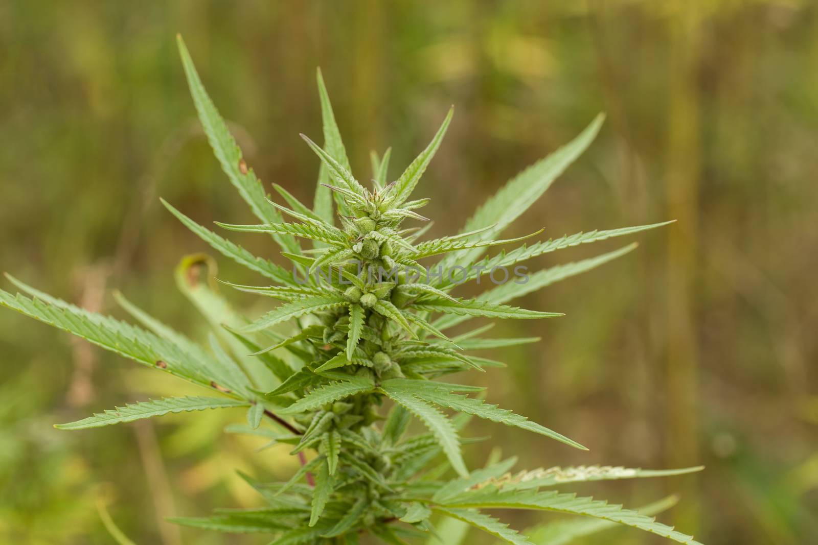 Field of technical Cannabis plants for industrial use, Canopy of Mature Plants with Buds and Leaves