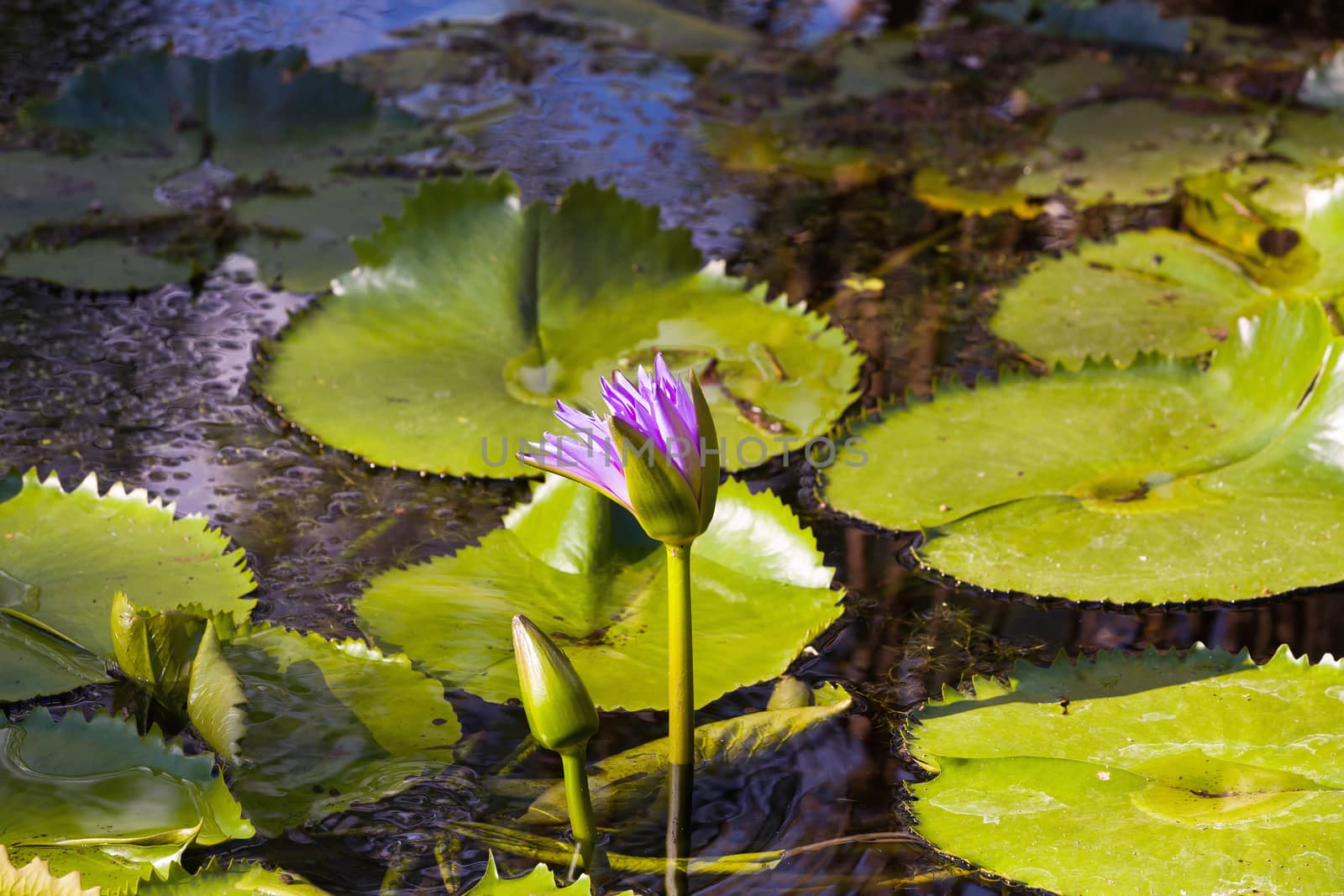 blooming blue water lily, Nusa penida, Bali, Indonesia