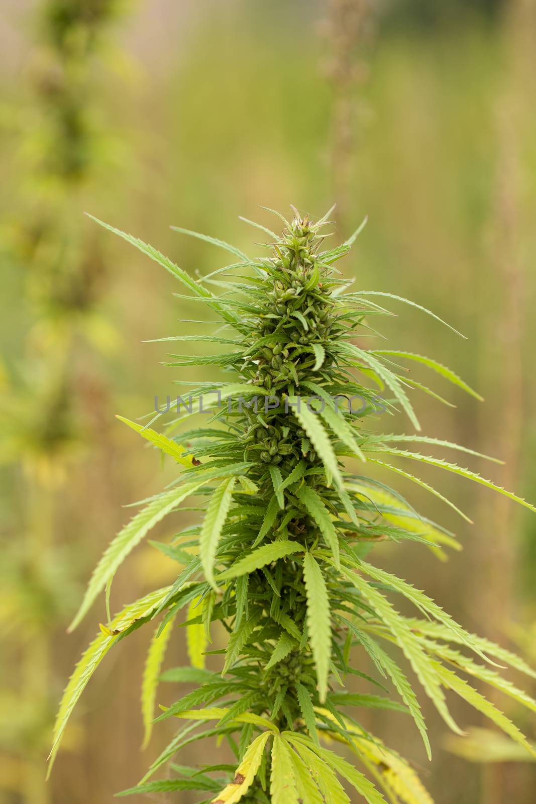 Field of technical Cannabis plants for industrial use, Canopy of Mature Plants with Buds and Leaves