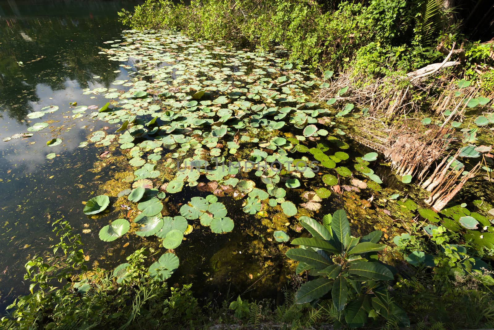 water plants on indonesian pond near crystal beach, Nusa penida, Bali Indonesia