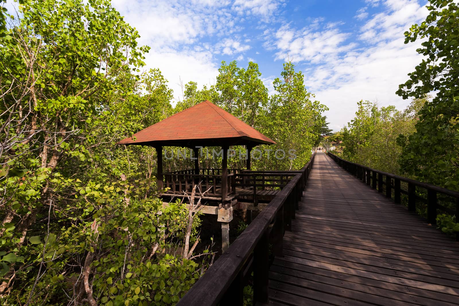 wooden walkway in trees with view point, North Sulawesi, Manado, Indonesia