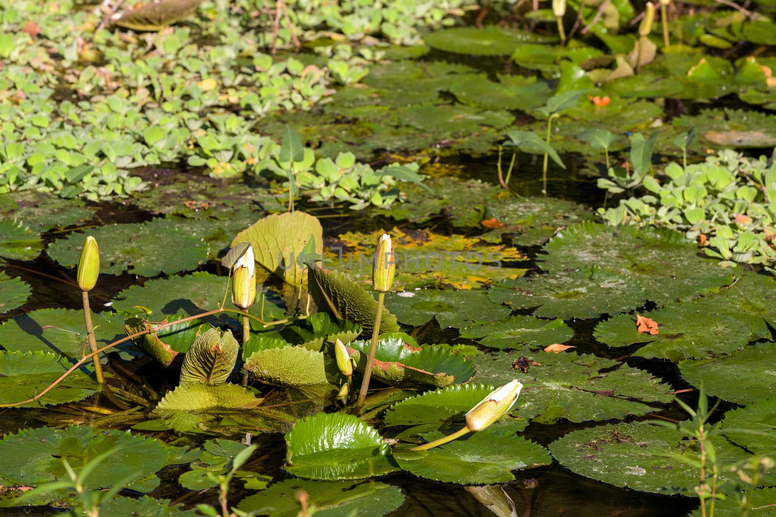 water lily in small pond, Nusa penida, Bali, Indonesia