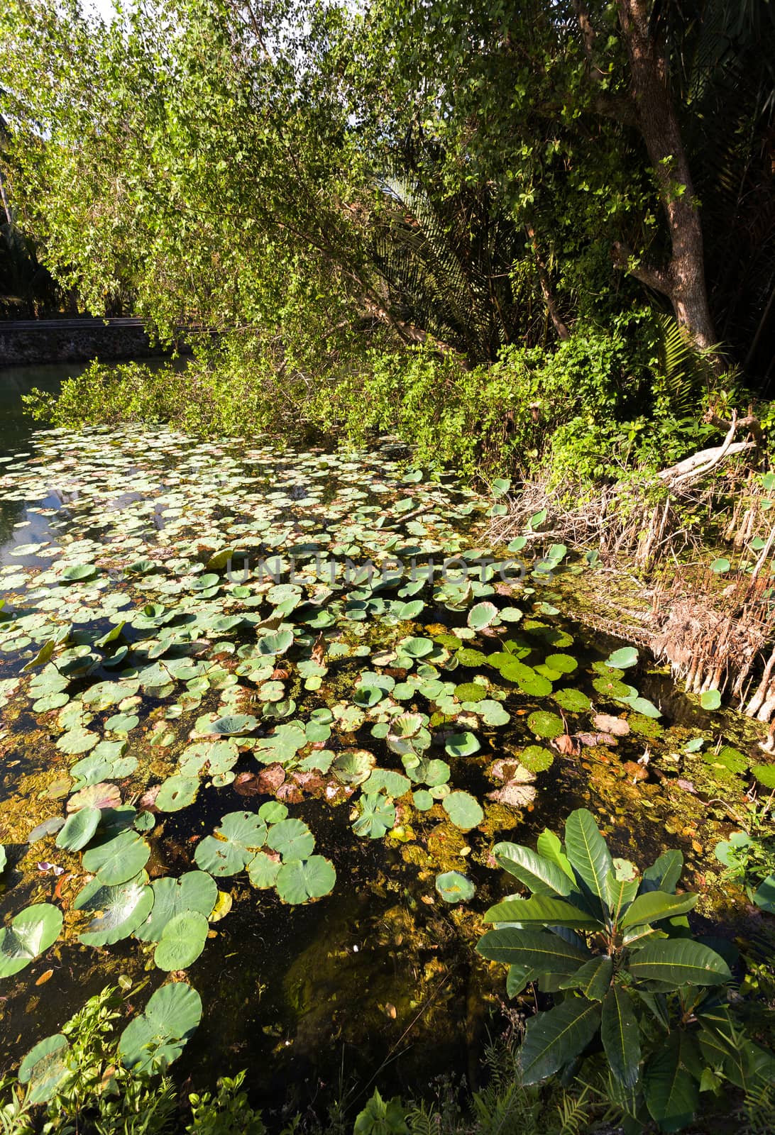 water plants on indonesian pond near crystal beach, Nusa penida, Bali Indonesia