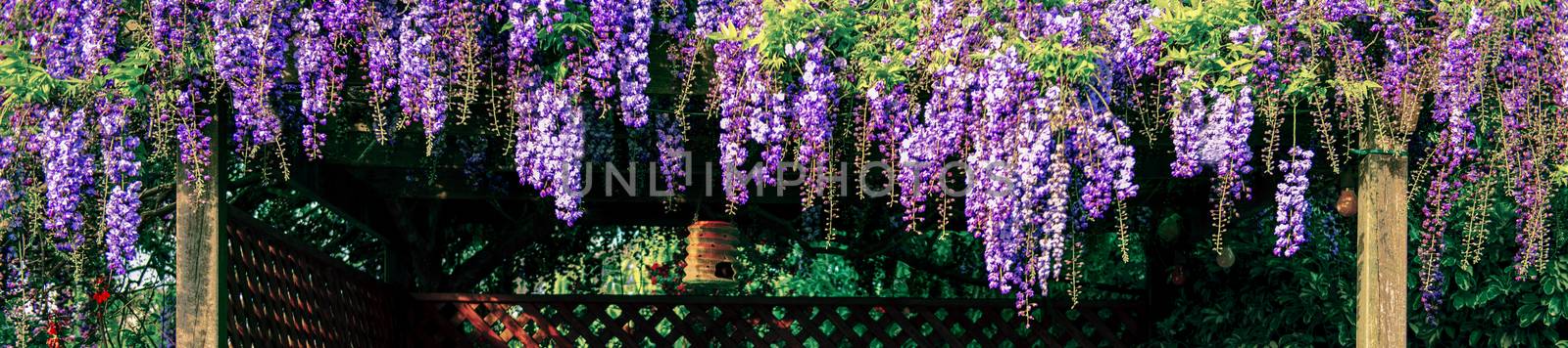 Flowers in the garden in the late afternoon