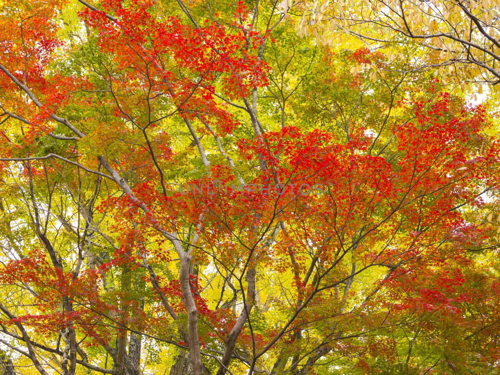 Colorful Japanese maple trees in Nara Park, Nara, Japan.