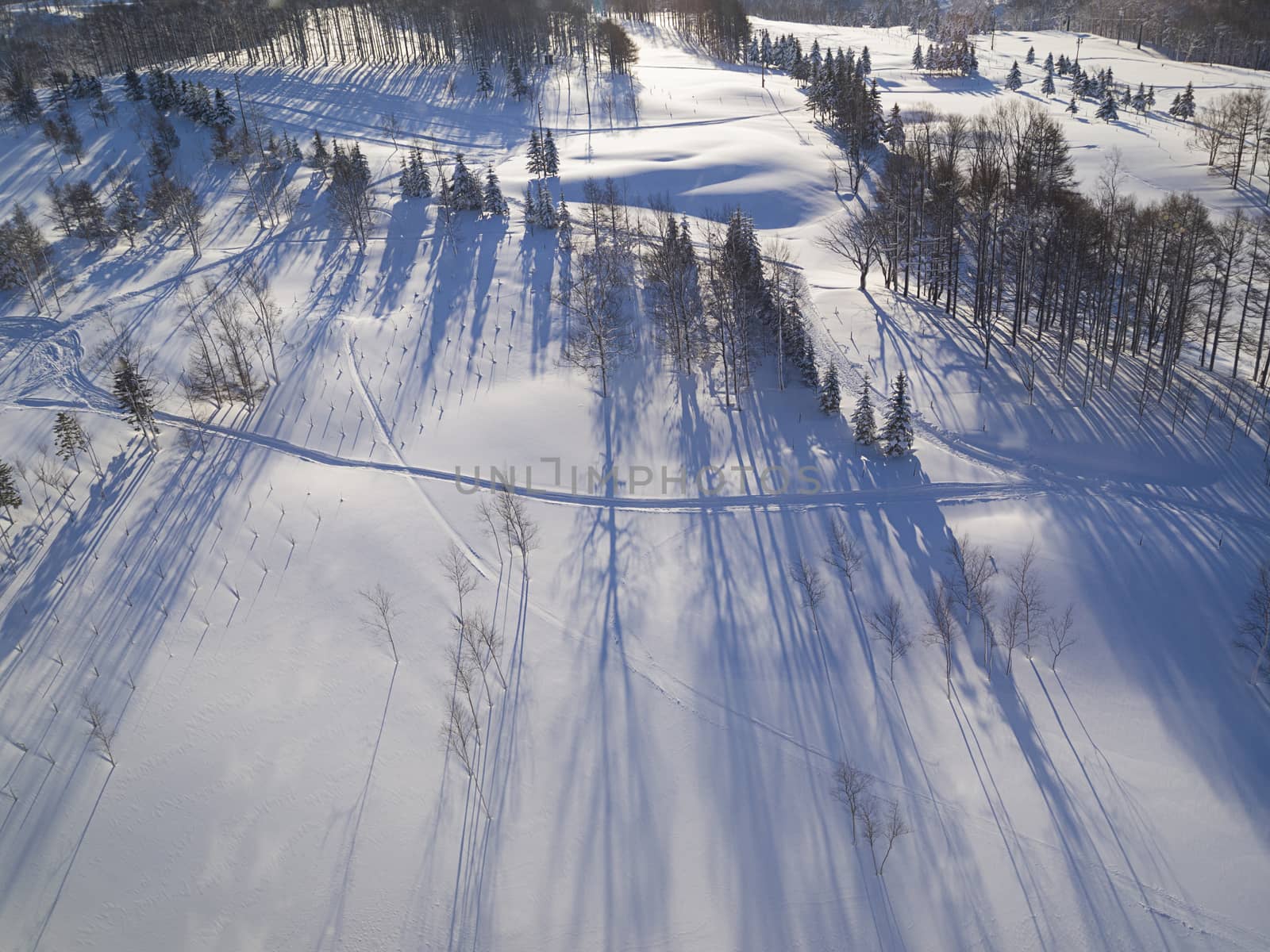 Aerial view of Pine forest and its shadow in morning light of winter in Hokkaido, Japan.