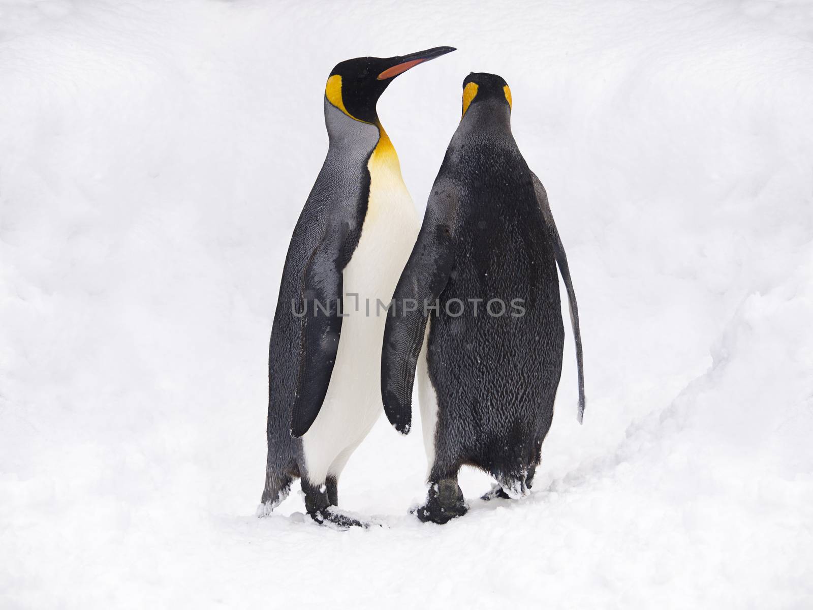 Couple of King Penguins. by mrpeak