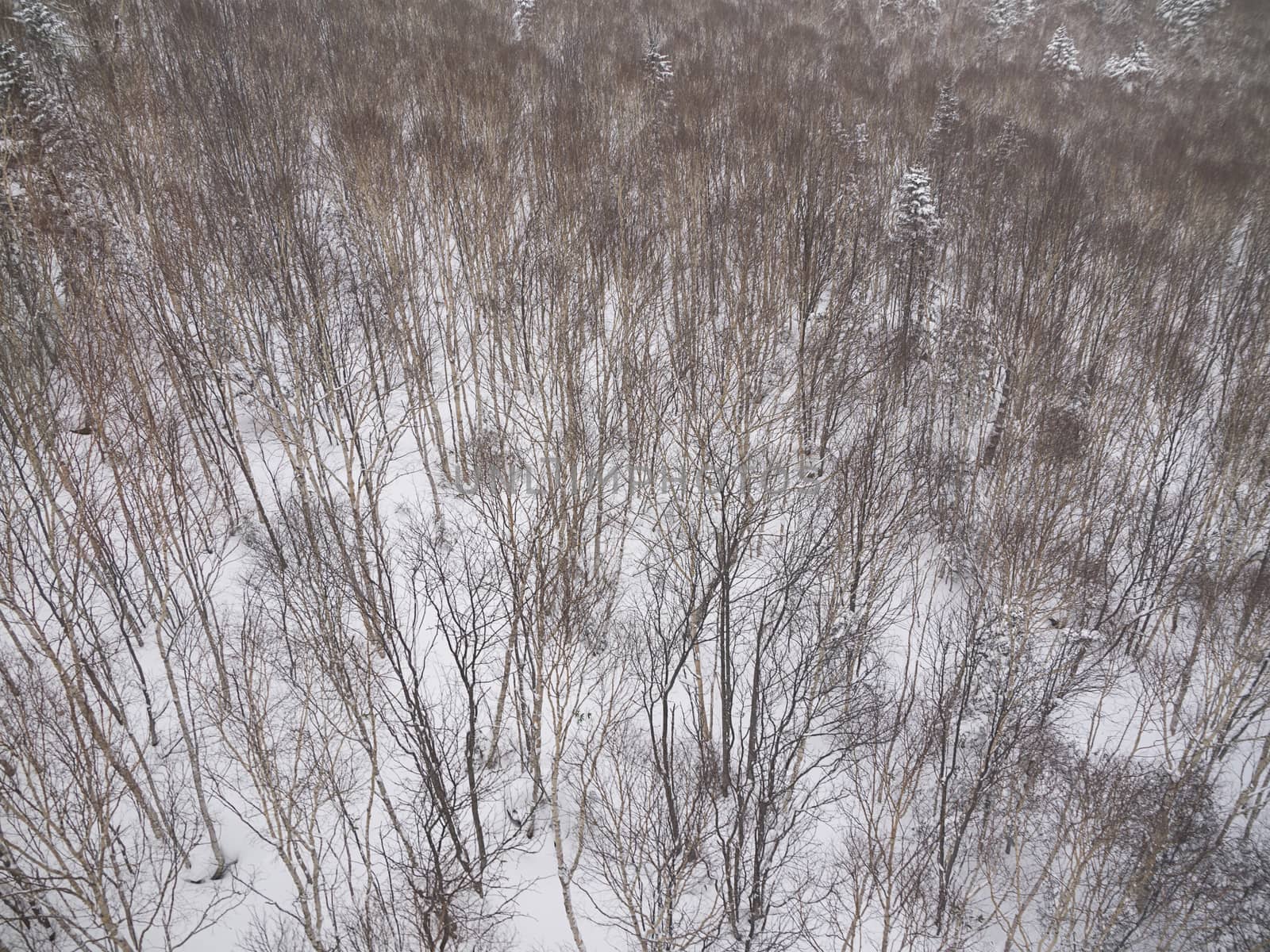 Aerial view of Leafless trees with hoarfrost in winter.