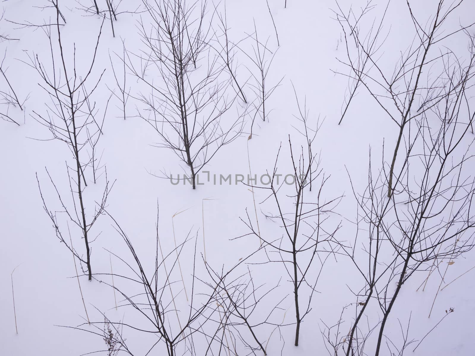 Close up of Leafless bush in winter.