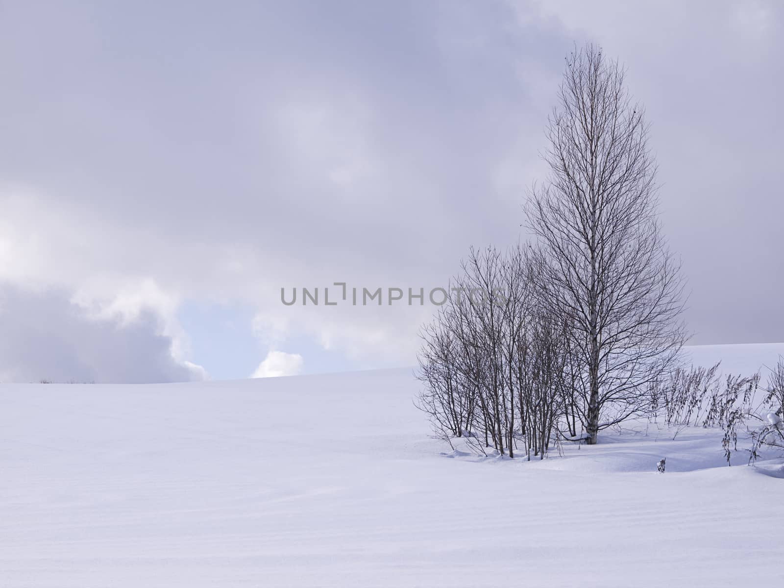 Leafless pine trees in winter, Hokkaido, Japan.