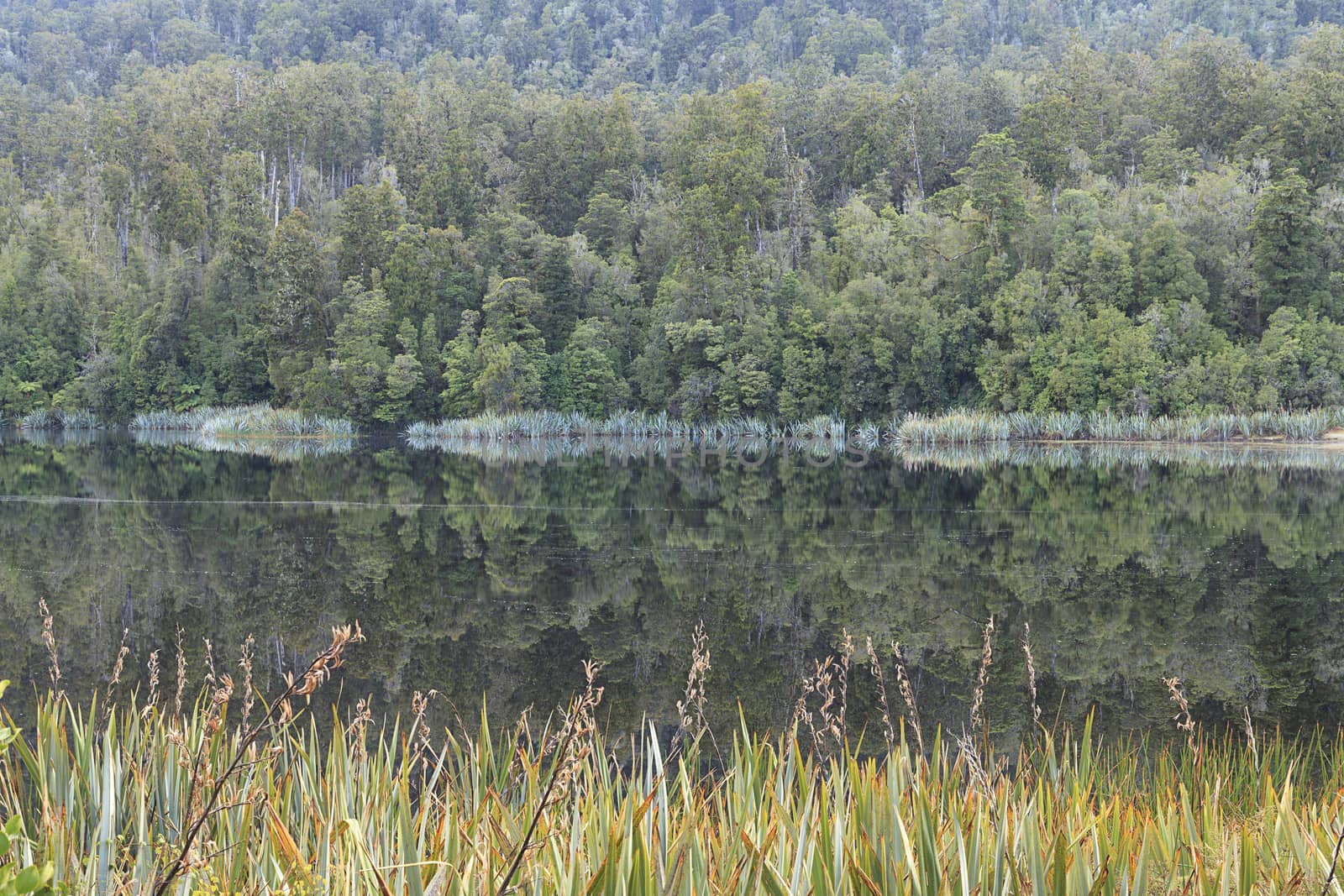 Reflection of Lake Matheson in morning. West Coast region, South Island, New Zealand.