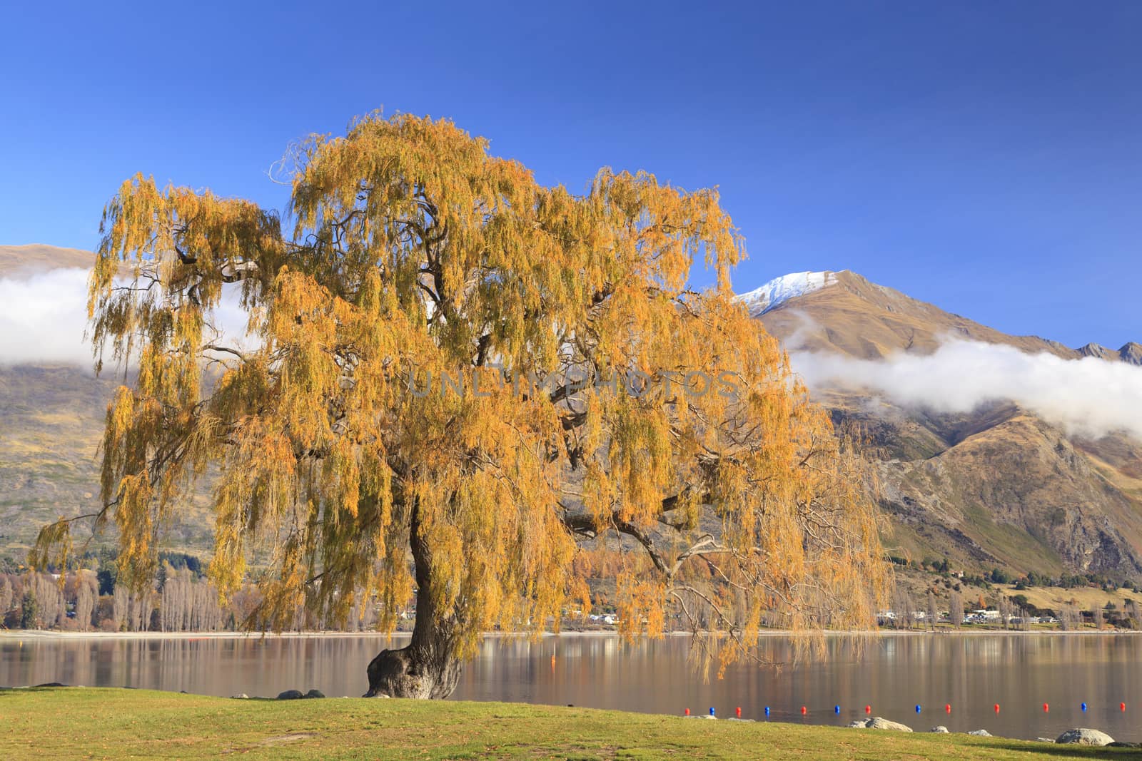 Colorful Tree by the shore of Lake Wanaka in autumn, Otago region, South Island, New Zealand.