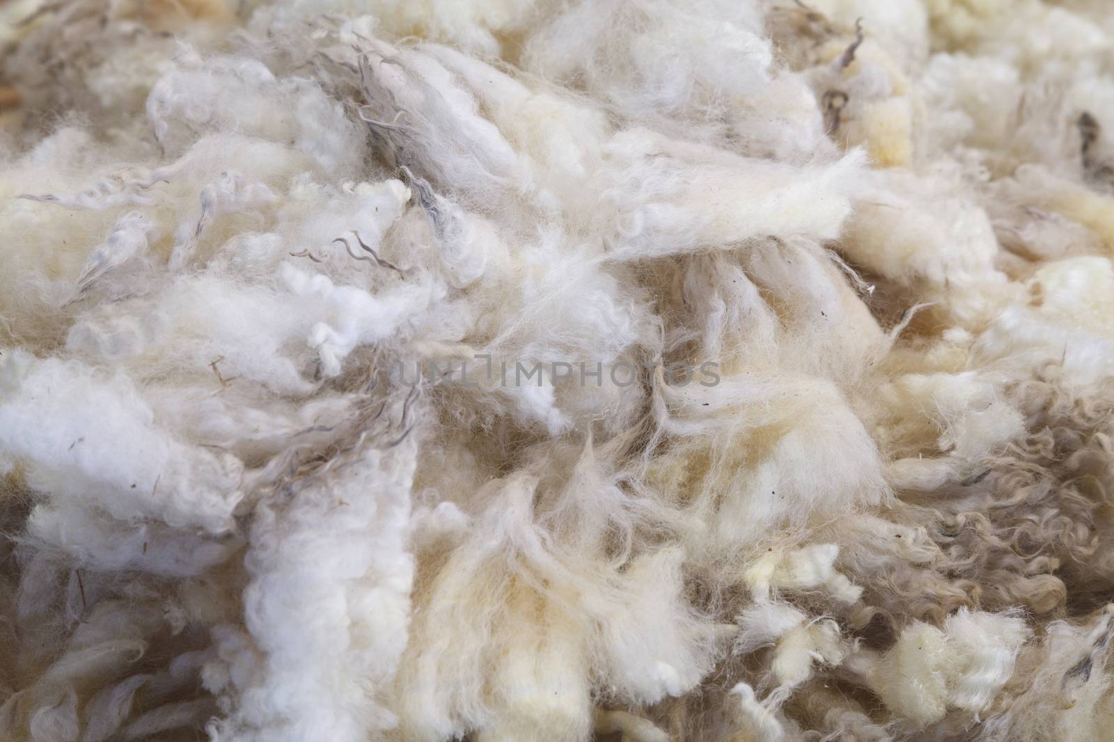 Wool of the Fleece from Sheep in farm.