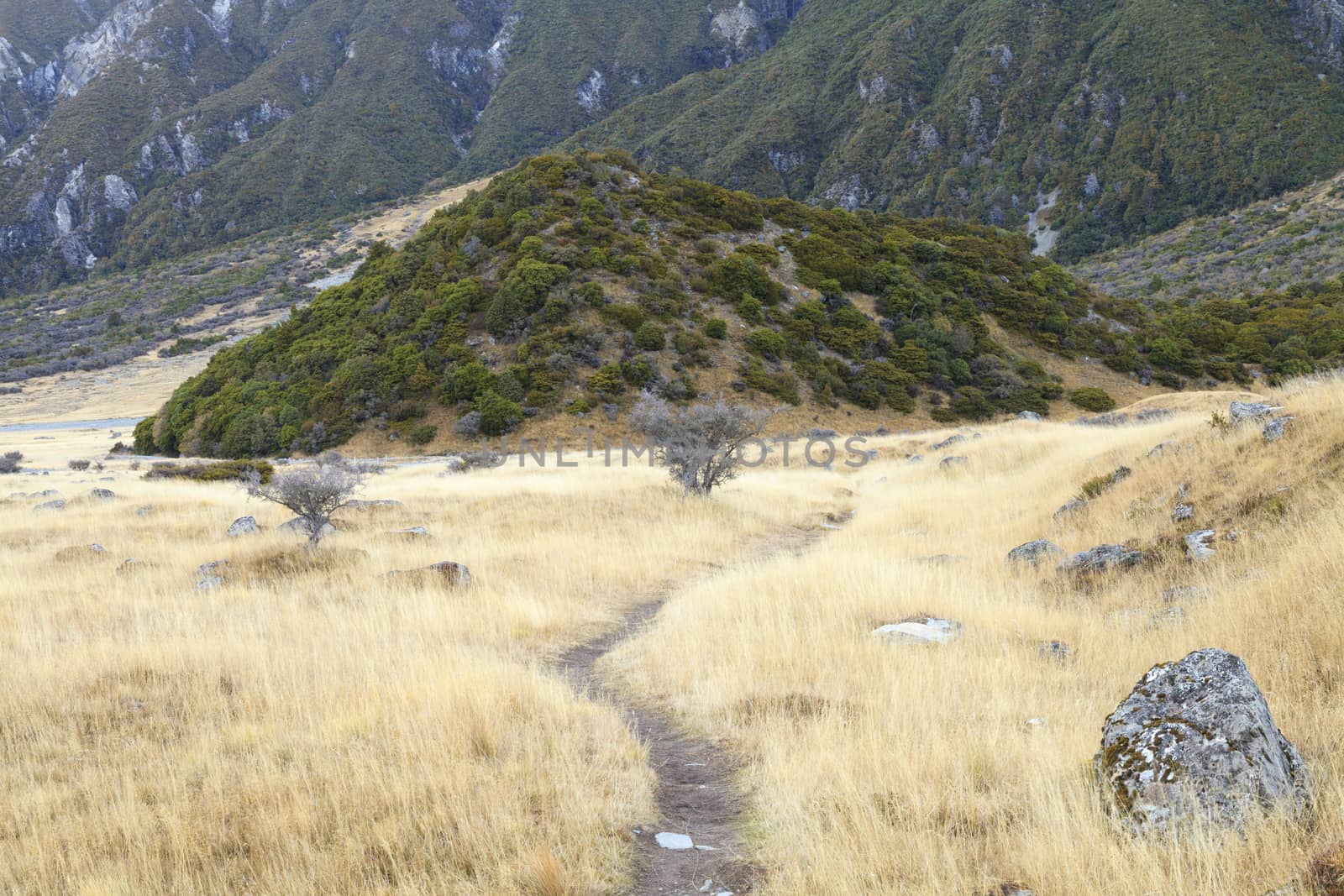 Trail through tussock in Hooker Valley leading to Aoraki, Mount Cook, highest peak of Southern Alps in Aoraki Mount Cook National Park, Canterbury region, South Island, New Zealand.