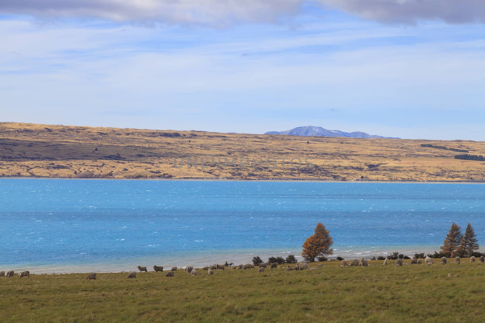 Pukaki Lake, Mackenzie Basin, Southern island of New Zealand