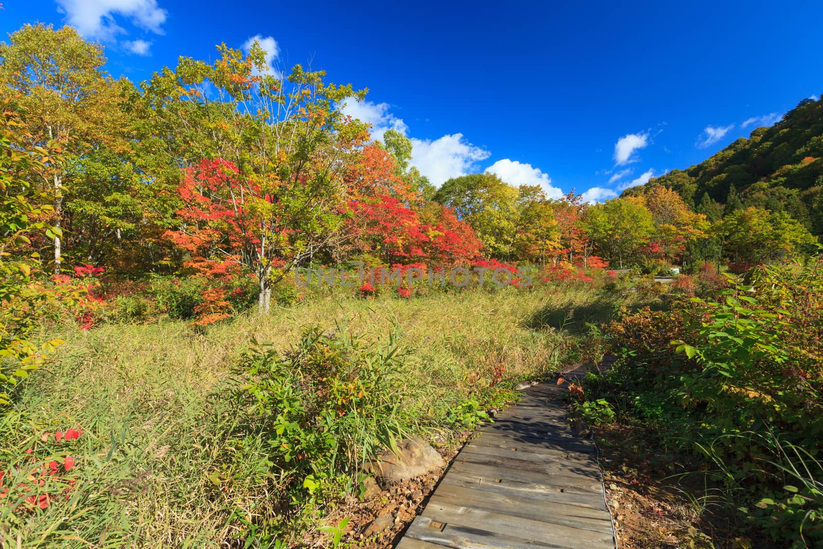 Nature trails to Tsurunoyu onsen in autumn against blue sky, Nyuto onsen, Akita prefecture,Tohoku region, Japan.