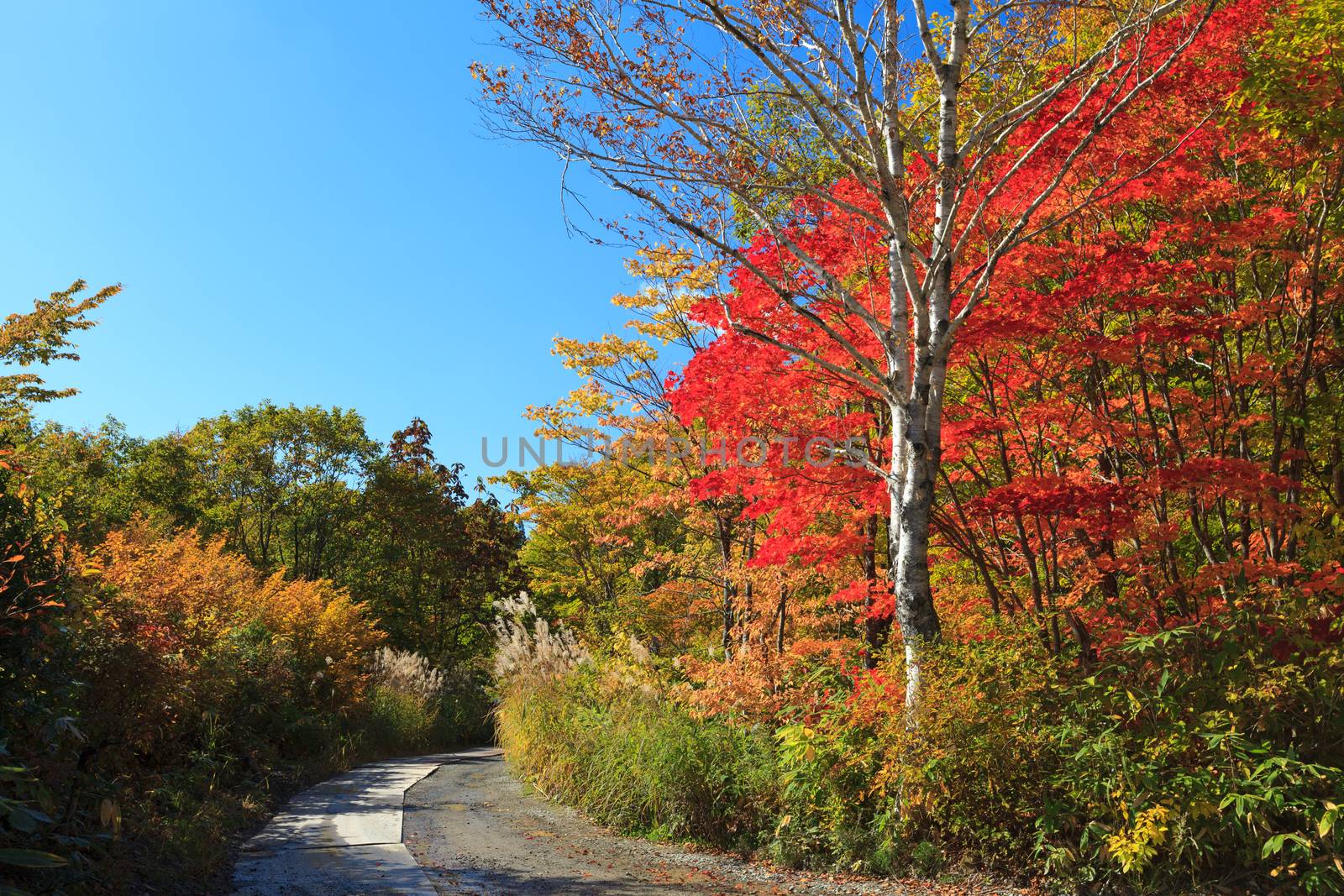 Rural road in autumn against blue sky, Akita prefecture,Tohoku region, Japan.