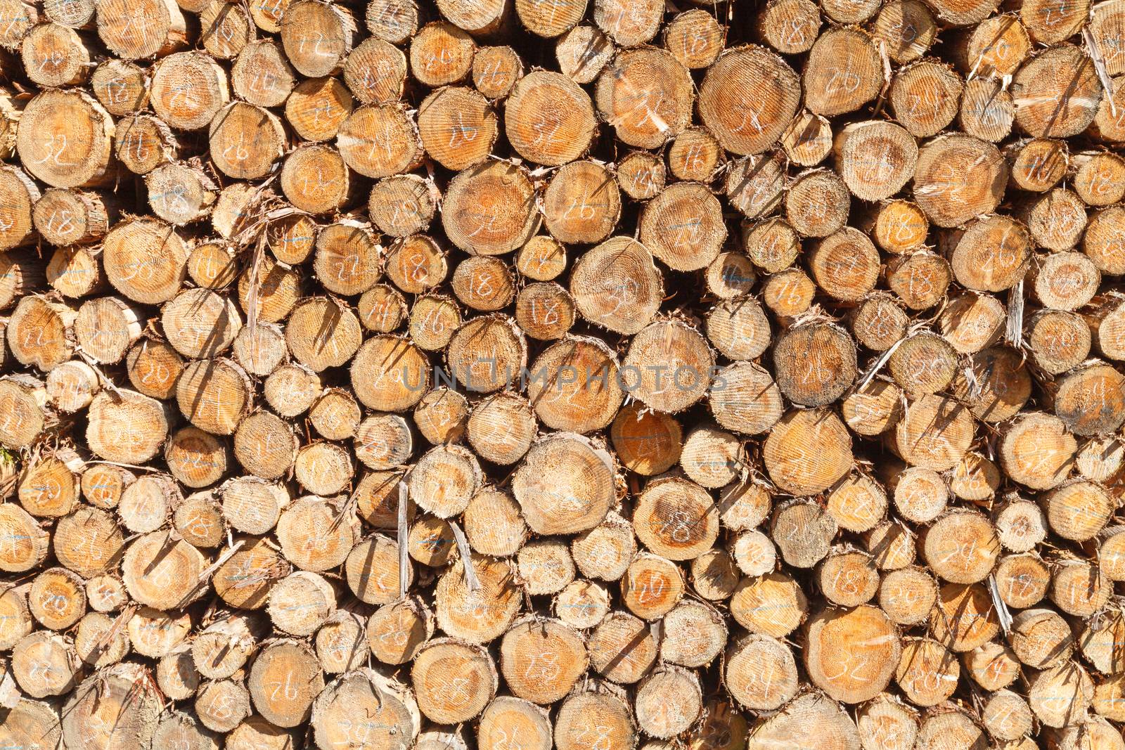 Pile of freshly cut tree logs under bright sunlight show wood texture.