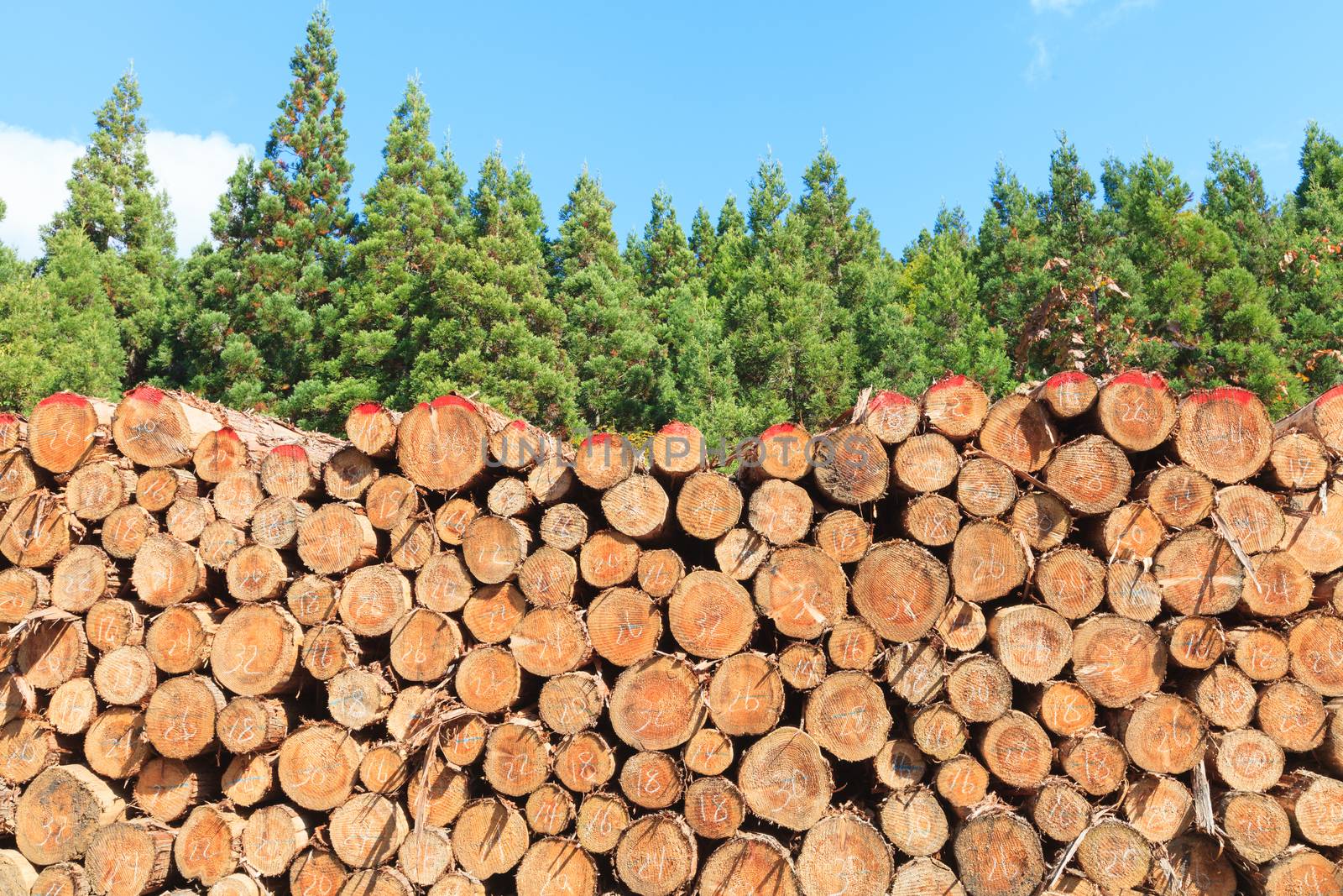 Trunks of trees cut with green pine forest as background.