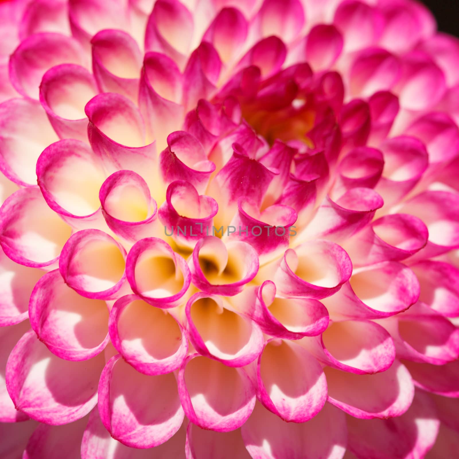 Close-up on Pink Dahlia flower with burgundy veins on the petals, abstract floral background.