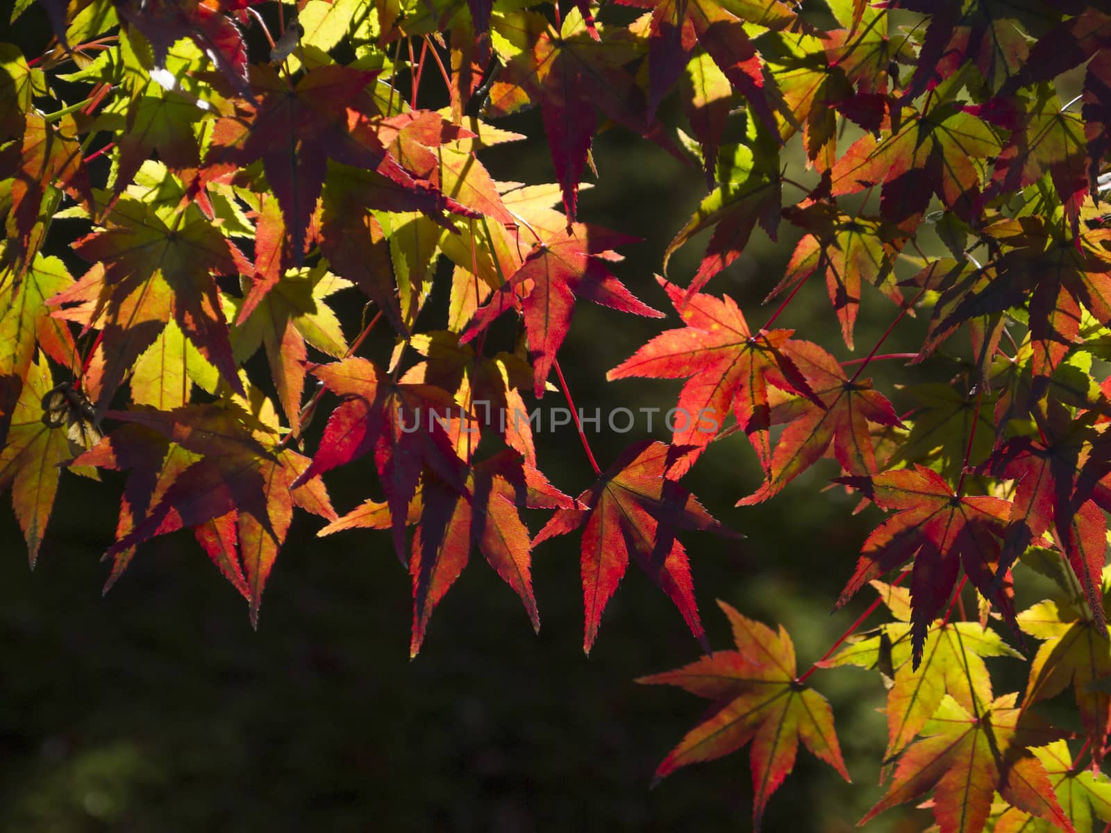 Japanese Maple leaves in autumn. by mrpeak