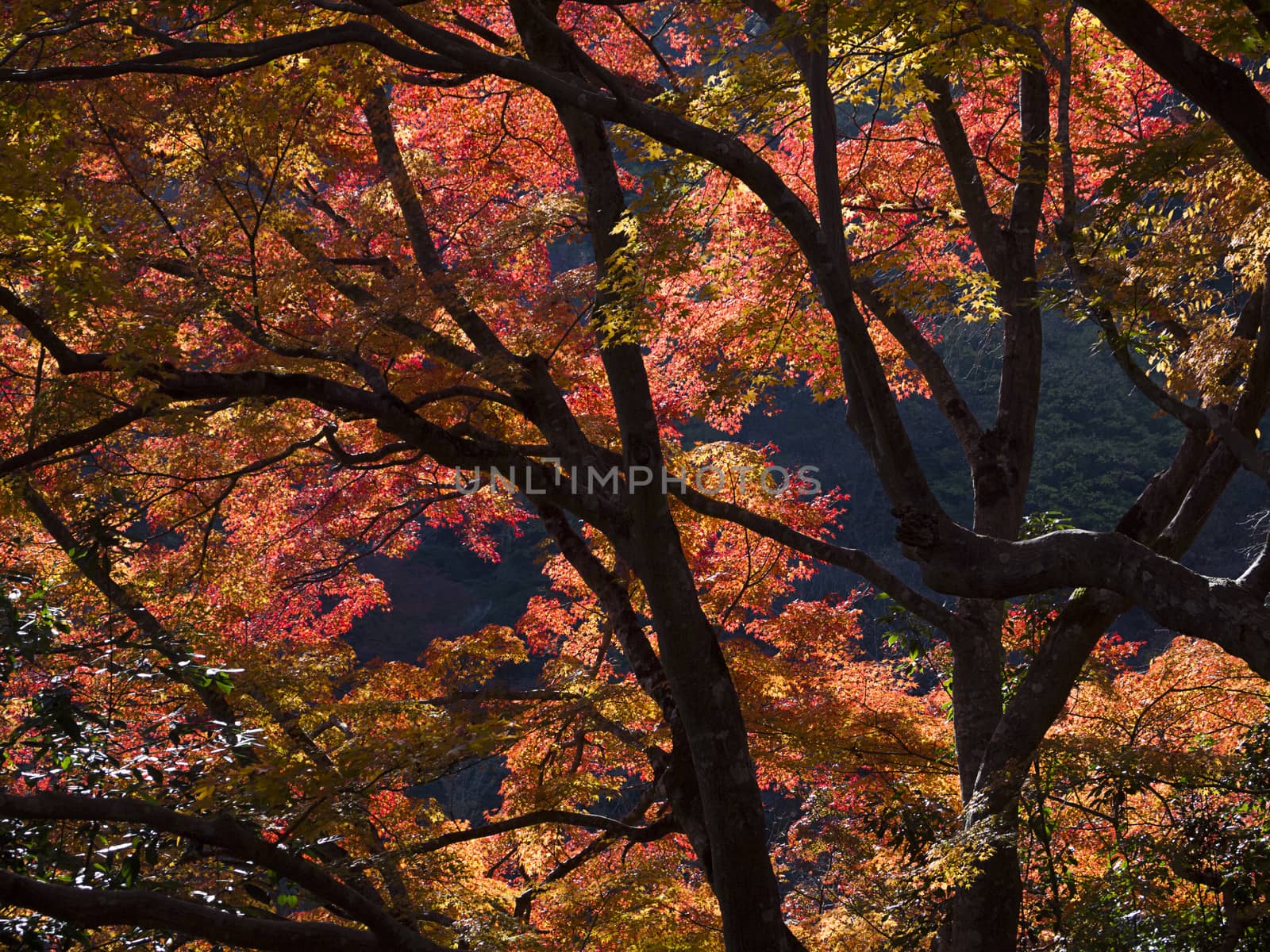 Colorful Japanese maple trees in Japan. by mrpeak