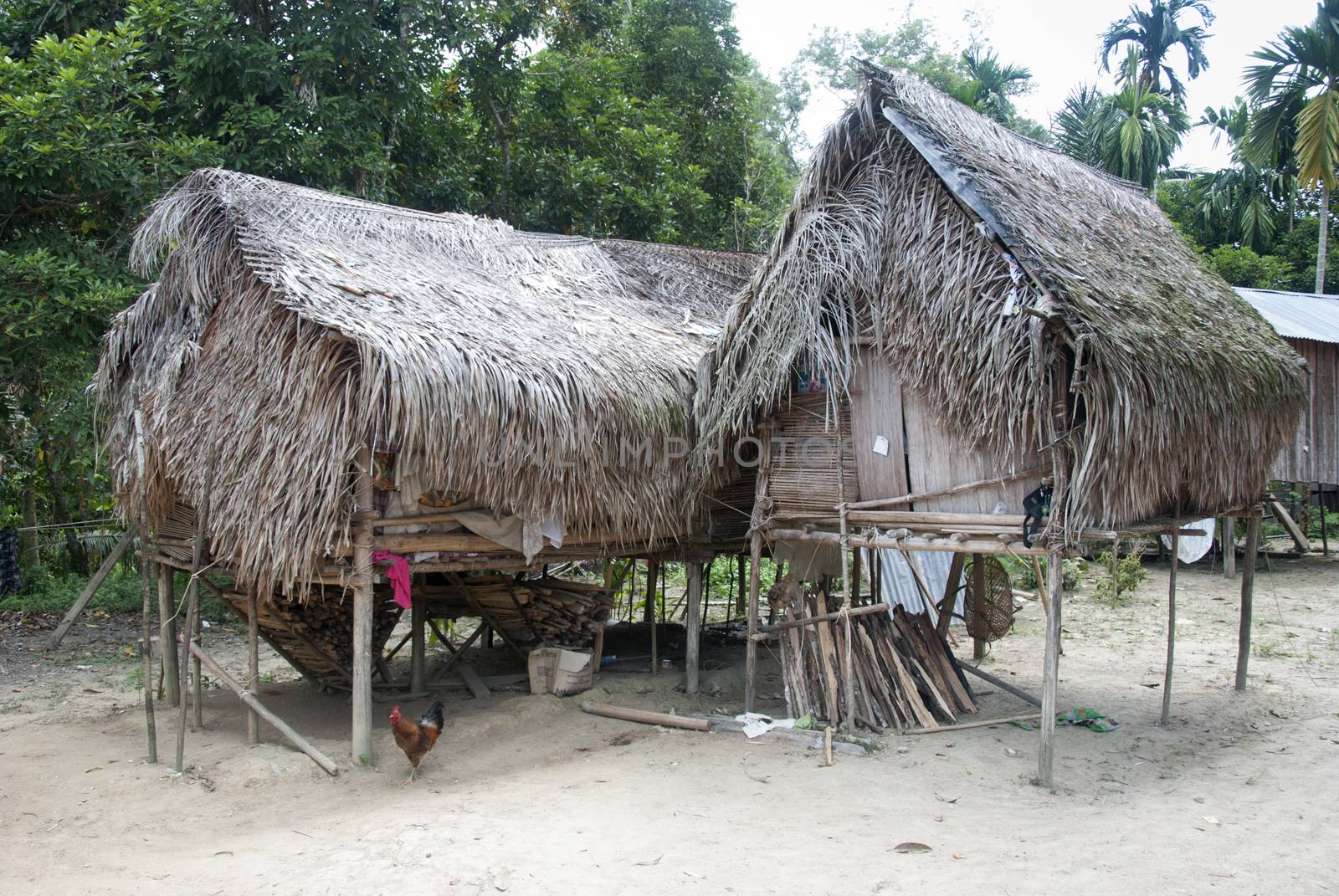 orang asli house malasia by compuinfoto