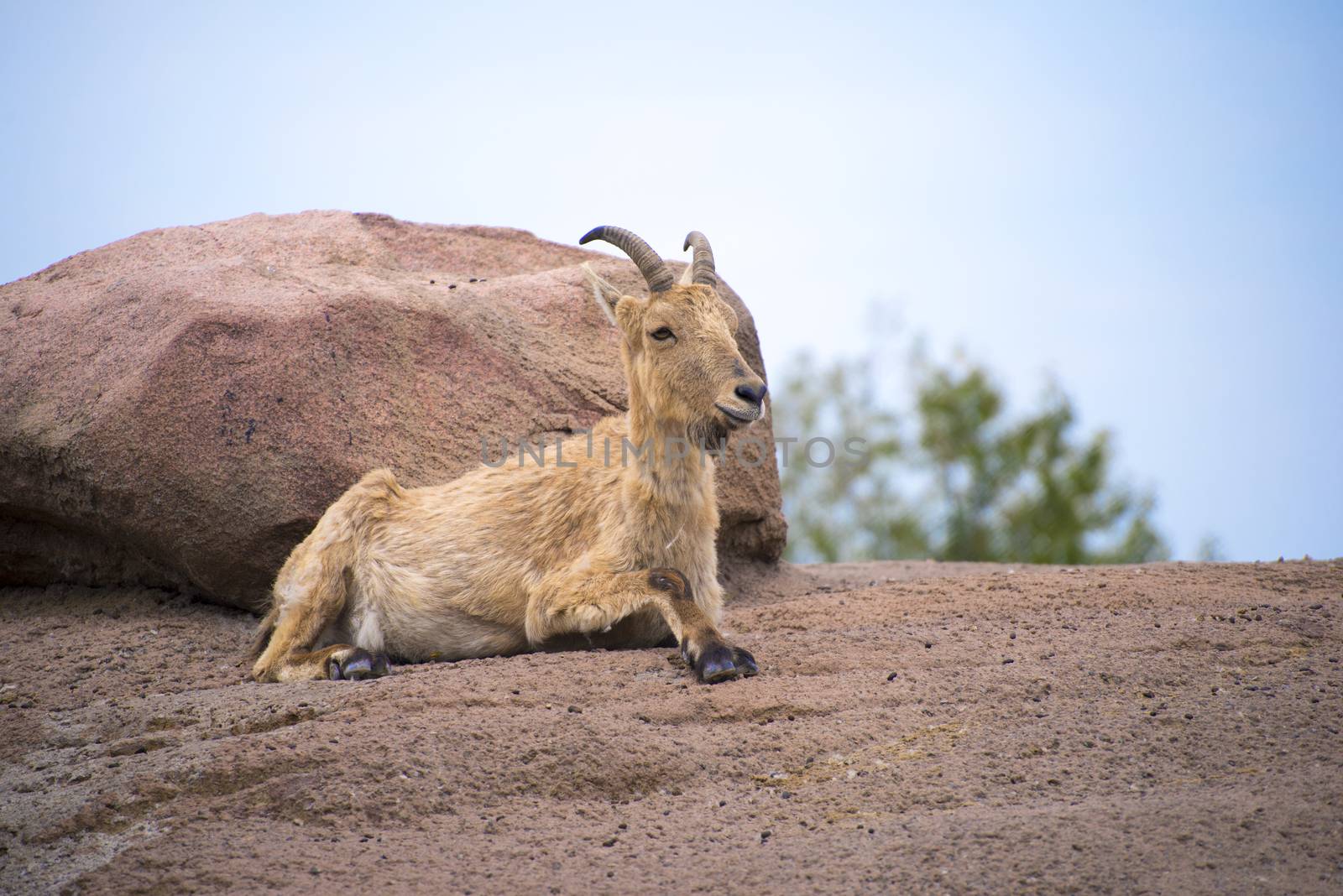 Mountain goat siting on top of a rock, taken on toronto zoo